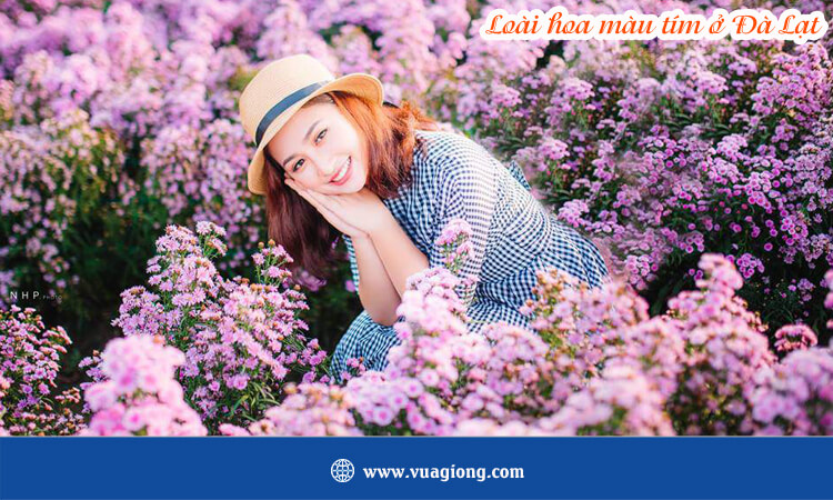 Loài hoa màu tím ở Đà Lạt 